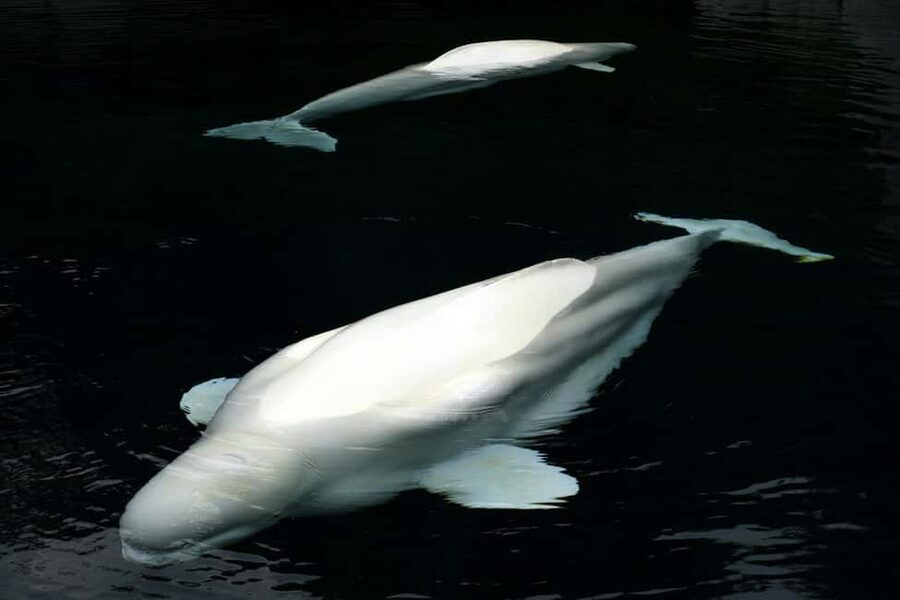 Aquarium & StanleyPark+20 Gem Spots+City/Vip Car+Small Group - Burrard SkyTrain pickup and why the car changes everything