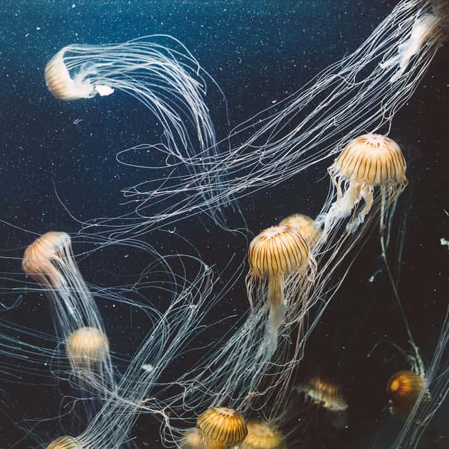 Aquarium & StanleyPark+20 Gem Spots+City/Vip Car+Small Group - Vancouver Aquarium in about 80 minutes: what to prioritize