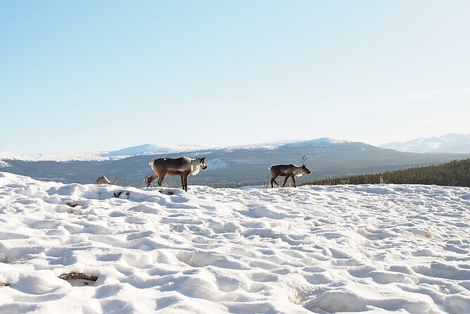 Arctic Day: Yukon Wildlife Half Day Viewing Tour - Why This 3-Hour Yukon Wildlife Tour Works in Winter