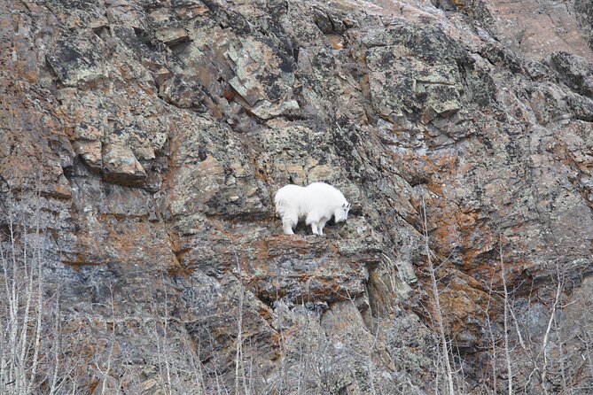 Arctic Day: Yukon Wildlife Half Day Viewing Tour - What Animals You Can Look For (And Why It Matters)