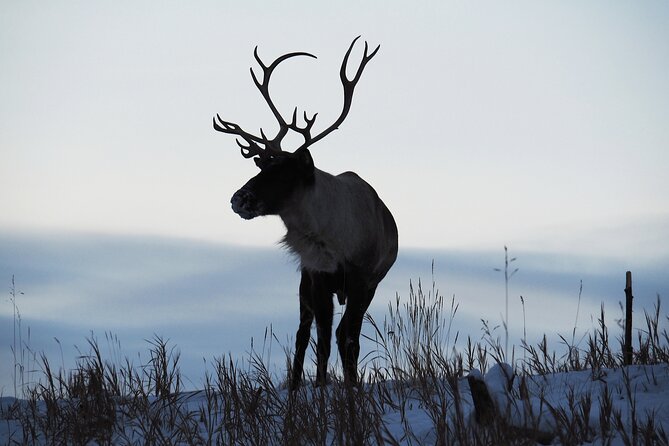 Arctic Day: Yukon Wildlife Half Day Viewing Tour - Photo and Cold-Weather Game Plan (Practical Stuff That Saves Your Trip)