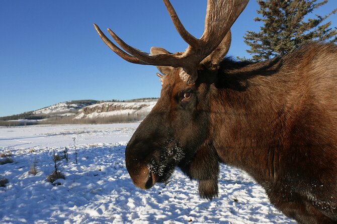 Arctic Day: Yukon Wildlife Half Day Viewing Tour - Bus Stops vs. Walking: What You Get for a Half Day