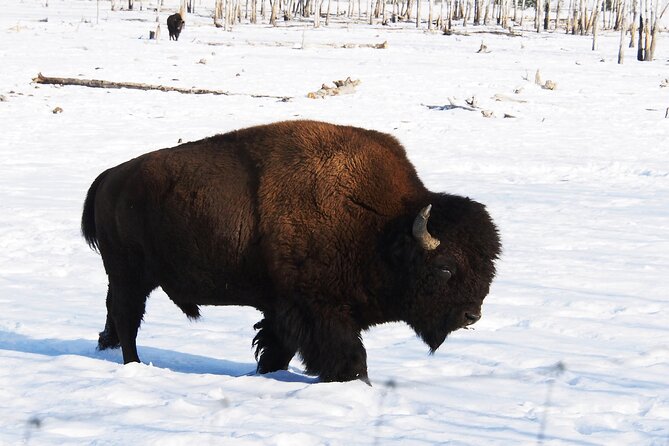 Arctic Day: Yukon Wildlife Half Day Viewing Tour - Price and Value: Is $132.53 Worth It?