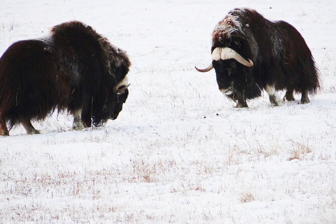 Arctic Day: Yukon Wildlife Half Day Viewing Tour - The Yukon Wildlife Preserve Visit: How the Stop Is Structured