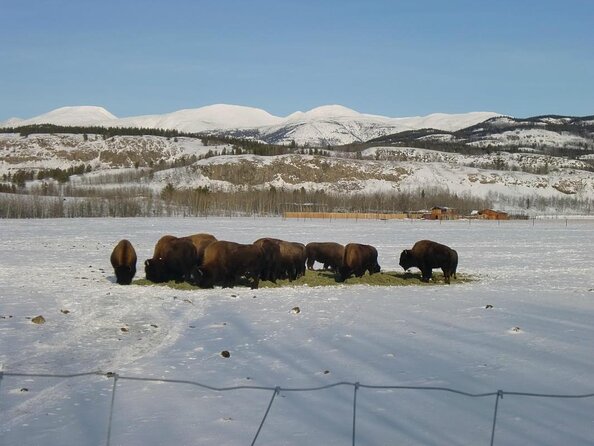 Arctic Day: Yukon Wildlife & Hot Springs Tour | half day - Key Points Before You Go