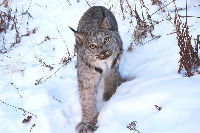 Arctic Day: Yukon Wildlife & Hot Springs Tour | half day - Stop 2: Eclipse Nordic Hot Springs, Two Hours to Thaw Out