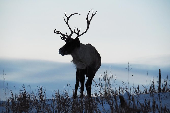 Arctic Day: Yukon Wildlife & Hot Springs Tour | half day - Who This Tour Fits Best