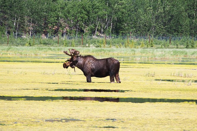 Arctic Day: Yukon Wildlife & Hot Springs Tour | half day - Stop 1: Yukon Wildlife Preserve and the Reality of Wildlife Viewing