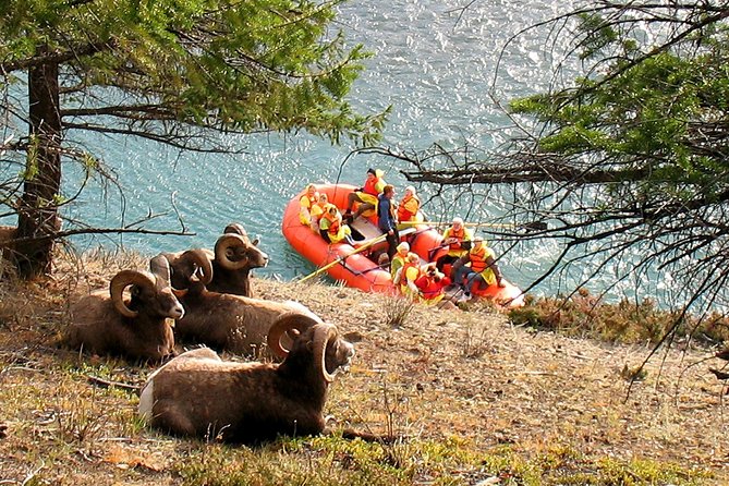 Athabasca River Easy Scenic Raft Trip - Why This Easy Athabasca River Trip Feels Effortless in Jasper