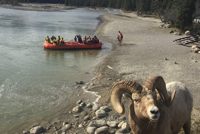 Athabasca River Easy Scenic Raft Trip - What the River-Rafting Energy Level Is Like