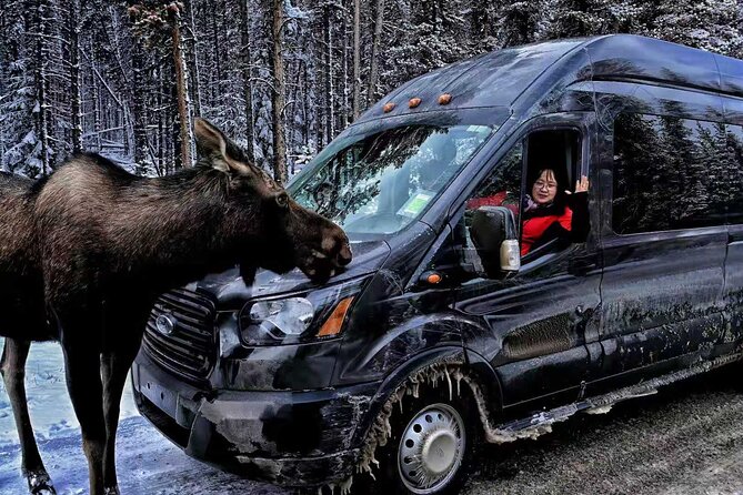 Banff/Canmore: Moraine Lake and Lake Louise Shuttle-90m each lake - Price and Value: Why $89.05 Makes Sense Here
