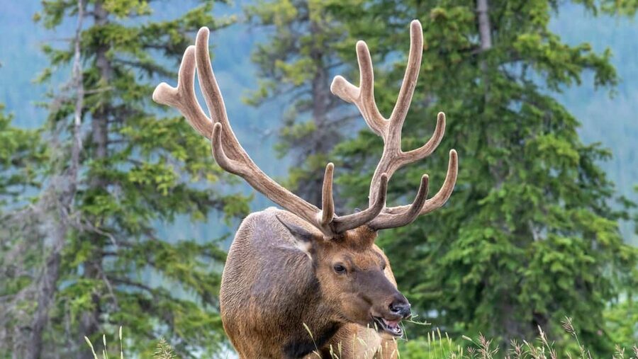 Banff/Canmore Moraine Lake & Lake Louise-Hike/Canoe/Sightsee - Canoes and Stand Up Paddle Boards: Budget for the Dock Fees