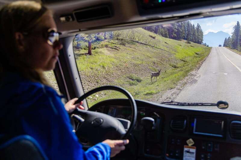 Banff: Evening Wildlife Safari Guided Tour - Key things I’d bet on