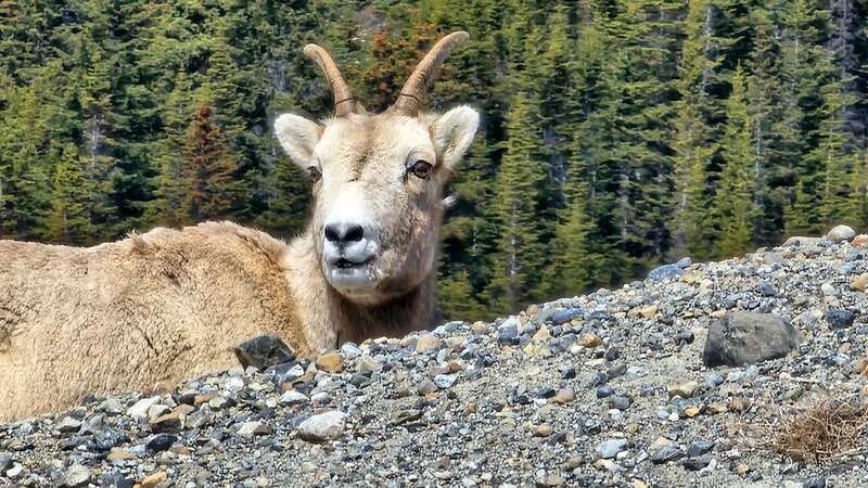 Banff: Evening Wildlife Safari Guided Tour - Why this Banff evening safari works better than daytime
