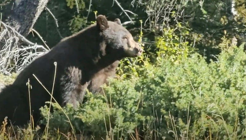 Banff: Evening Wildlife Safari Guided Tour - Wildlife viewing stops: your best odds, and how to think about them