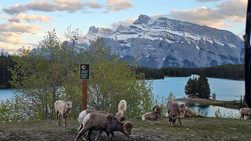 Banff: Evening Wildlife Safari Guided Tour - What your guide teaches: conservation you can actually use