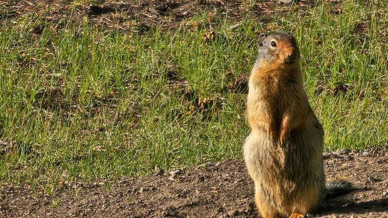 Banff: Evening Wildlife Safari Guided Tour - Timing, pickup points, and how to avoid the common stress