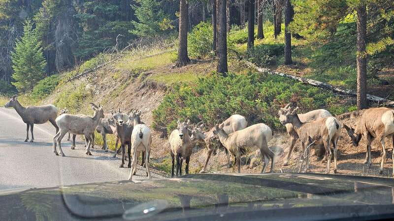 Banff: Evening Wildlife Safari Guided Tour - Price and value: is $55 worth it for two hours?