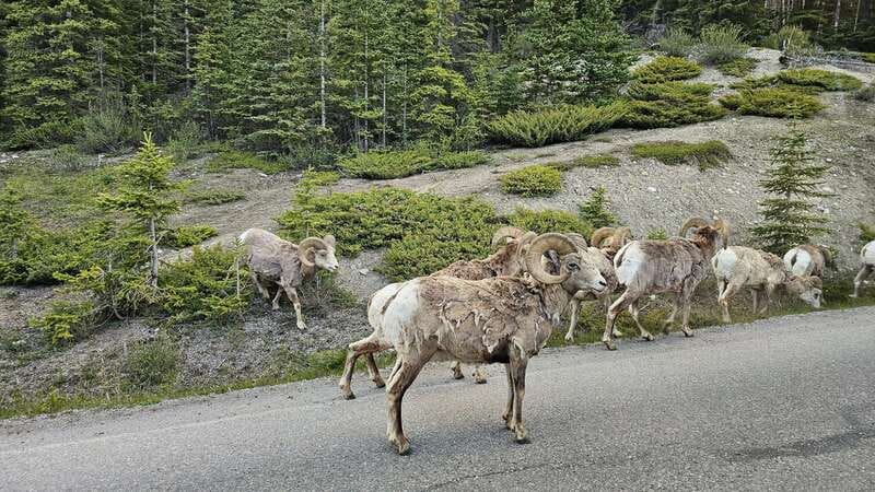Banff: Evening Wildlife Safari Guided Tour - Before you go: what to pack and what not to bring