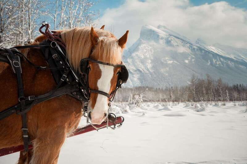 Banff: Family Friendly Horse-Drawn Sleigh Ride - Gliding through Banff’s mountain meadows with Rundle and Cascade in view