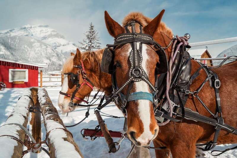 Banff: Family Friendly Horse-Drawn Sleigh Ride - If the sleigh can’t run, you might get a wagon ride instead