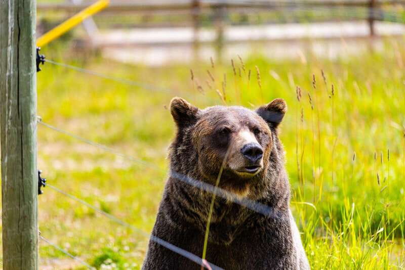 Banff: Grizzly Bear Refuge Tour with Lunch - Start in Banff: early pickups, no big bags, and a full-day rhythm