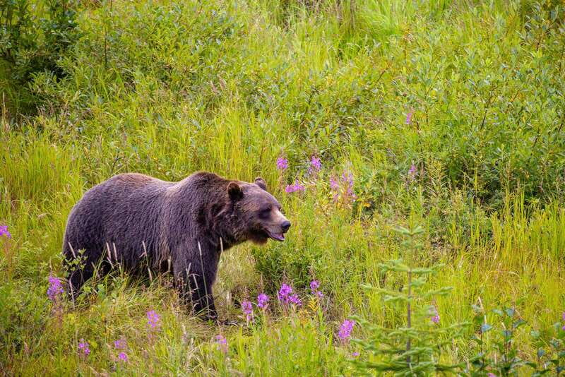 Banff: Grizzly Bear Refuge Tour with Lunch - Takakkaw Falls up close: when the road is open, what to expect