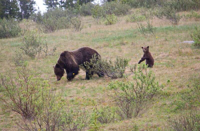 Banff: Guided Nature Walk with Bear Country Safety Tips - Key takeaways before you go