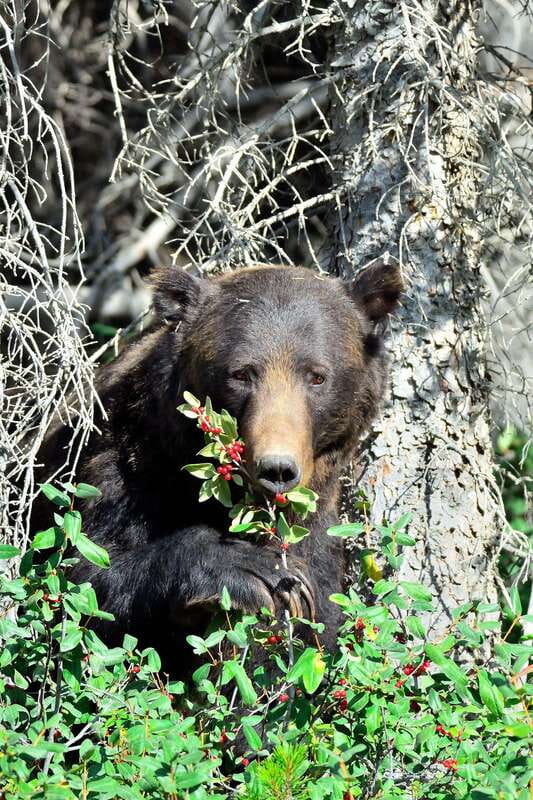 Banff: Guided Nature Walk with Bear Country Safety Tips - What your guide covers on bear country basics