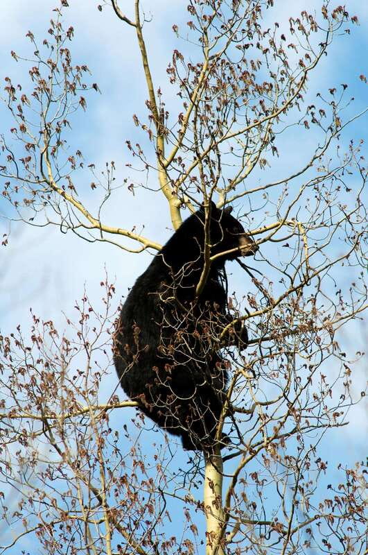 Banff: Guided Nature Walk with Bear Country Safety Tips - Bear spray and “how to use it effectively” in real talk