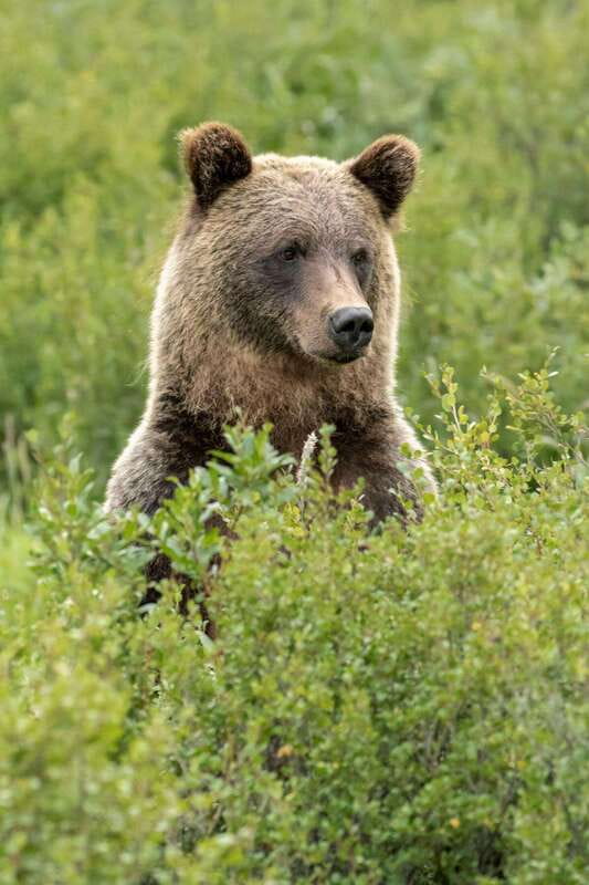 Banff: Guided Nature Walk with Bear Country Safety Tips - Wildlife encounters you can expect, plus what to notice instead
