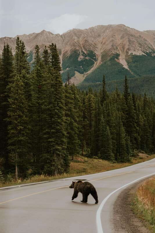 Banff: Guided Nature Walk with Bear Country Safety Tips - Stories from the guide: fun, focused, and actually useful