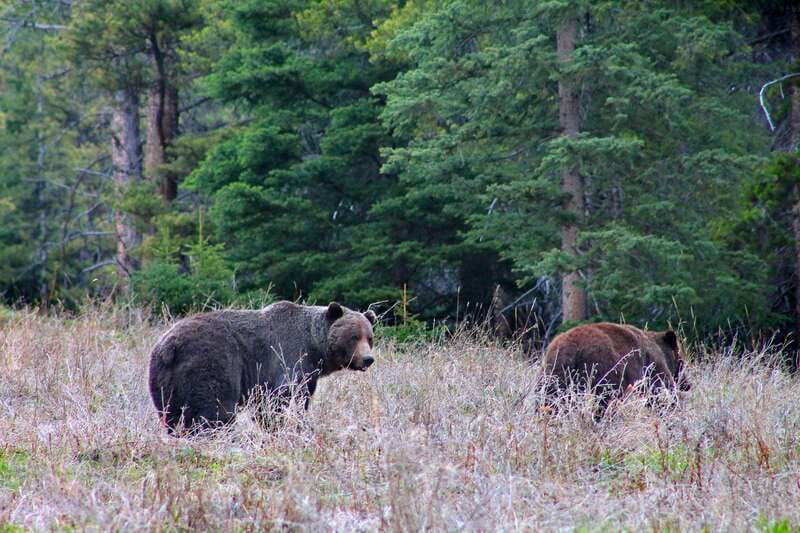 Banff: Guided Nature Walk with Bear Country Safety Tips - What you should bring (and what to buy before you arrive)