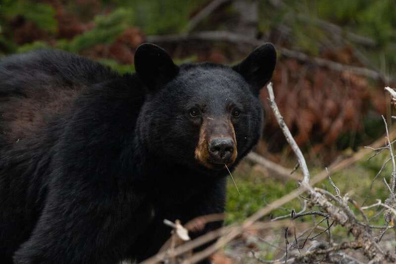 Banff: Guided Nature Walk with Bear Country Safety Tips - Price and value: is $65 per person worth it?
