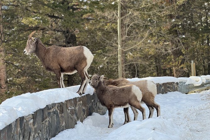 Banff Highlights: Moraine Lake, Lake Louise and beyond - Bow Falls and the Banff Avenue reset button