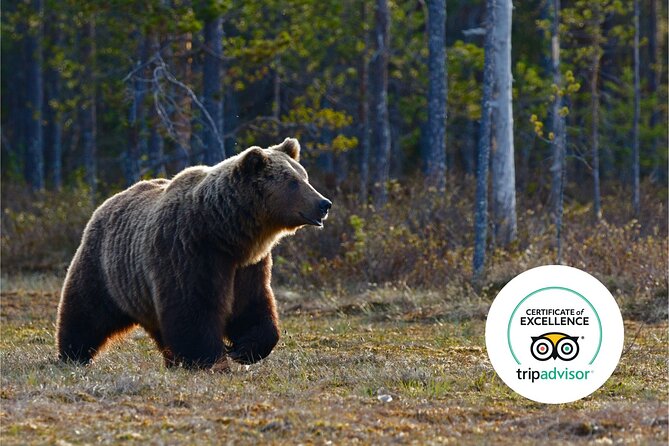 Banff Highlights & Wildlife | Award-Winning Small Group Adventure - Dusk scheduling in Banff, where timing can matter as much as luck