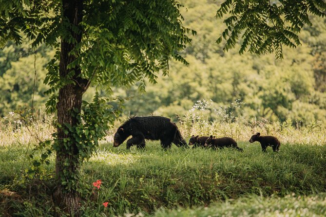 Banff Highlights & Wildlife | Award-Winning Small Group Adventure - Stop-by-stop: the route from Mount Norquay Road to Bow Falls