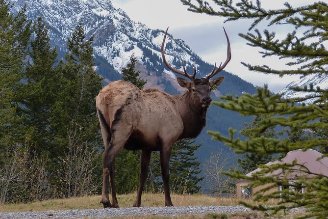Banff Highlights & Wildlife | Award-Winning Small Group Adventure - Should you book Banff Highlights & Wildlife?