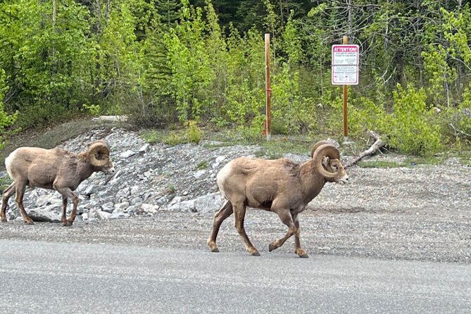 Banff Icefield Parkway Private Full Day Tour - Waterfowl Lakes: a quick reset beside the highway