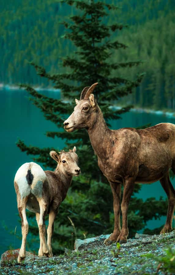 Banff: Lake Louise,Lake Minnewanka,Emerald Lake & Banff Town - Emerald Lake in Yoho National Park: Calm Water and Slower Footsteps
