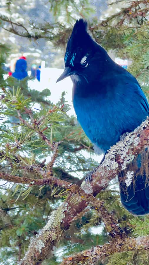 Banff: Lake Louise, Moraine, Emerald Lake & Canyon Day Trip - Moraine Lake Admission and Why Timing Matters (June 1 to Oct 14)
