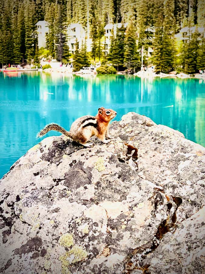 Banff: Lake Louise, Moraine, Emerald Lake & Canyon Day Trip - Johnston Canyon Waterfalls: The Hike That Adds Real Variety