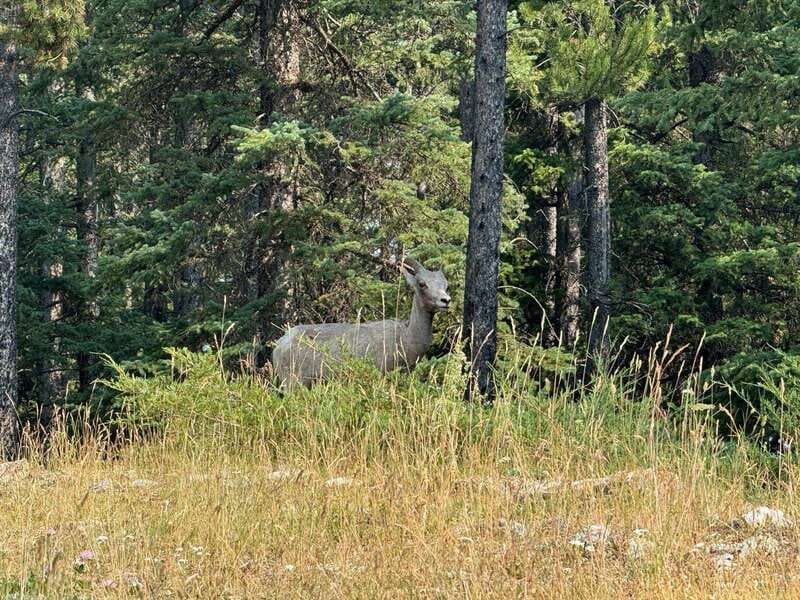 Banff: Lake Louise, Moraine, Emerald Lake & Johnston Canyon - Why This Banff Lakes Day Trip Works