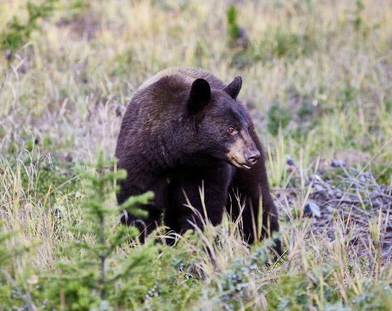 Banff PRIVATE Guided Nature Walk + Transportation - 2.5H - Key things you’ll notice on this Banff private walk