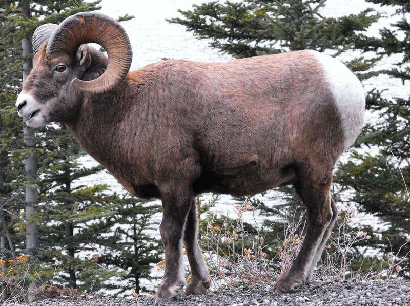 Banff PRIVATE Guided Nature Walk + Transportation - 2.5H - A 2.5-hour private nature walk that actually feels personal