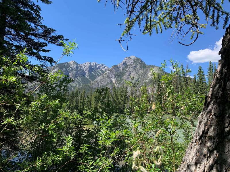 Banff PRIVATE Guided Nature Walk + Transportation - 2.5H - Bow River and Rocky Mountain views: why the scenery hits harder with context