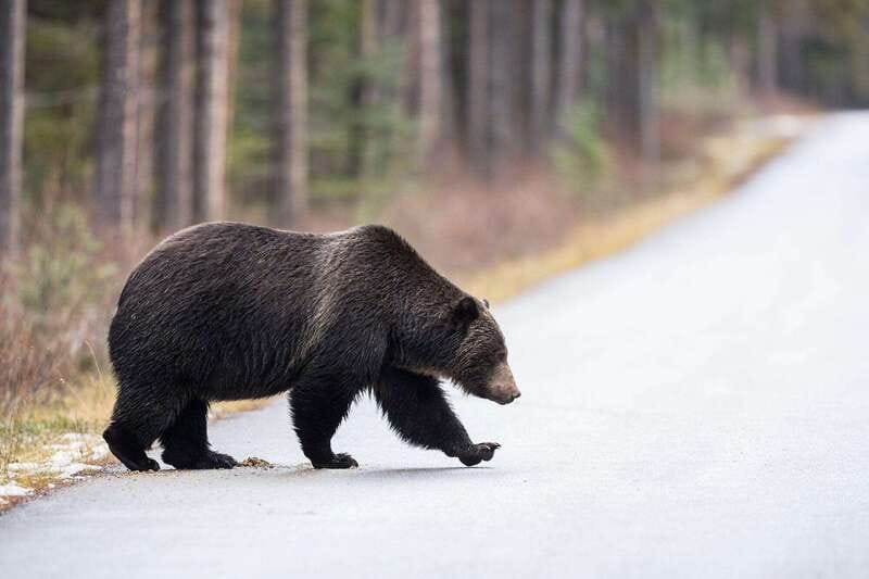 Banff PRIVATE Guided Nature Walk + Transportation - 2.5H - The guide’s safety approach: bear spray and practical trail rules