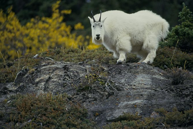Banff to Jasper One-Way Tour - Price and value: what you are really paying for