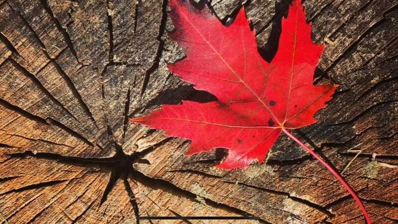 Banff Town: Guided Town Walking Tour with Snack - Who This Banff Tour Is Best For