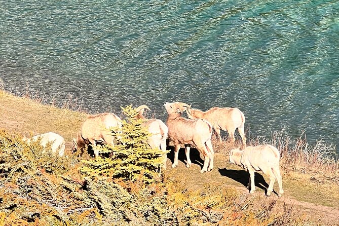 Banff Town ,Lake Louise, Moraine , Emerald & Johnston Canyon Tour - Group Size, Timing, and How to Stay Enjoying Instead of Rushing